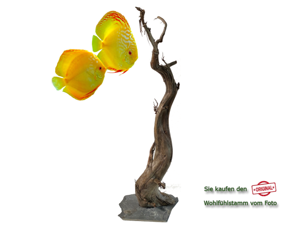 Diskus Wohlfühlstamm Original Nr.155 Höhe 59cm