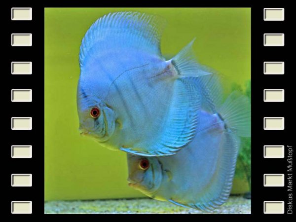 Blue Angel 13cm