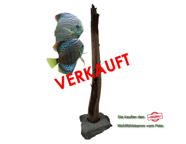 Diskus Wohlfühlstamm Original Nr.31 Höhe 48cm