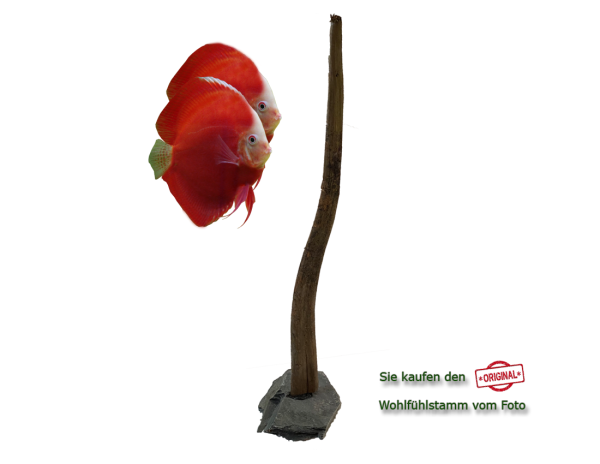 Diskus Wohlfühlstamm Original Nr.212 Höhe 51cm