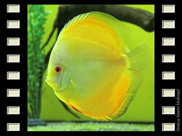 Lemon 15-16cm