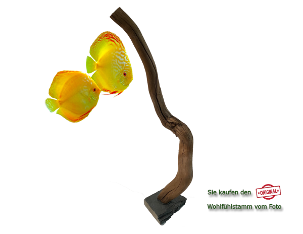 Diskus Wohlfühlstamm Original Nr.163 Höhe 54cm