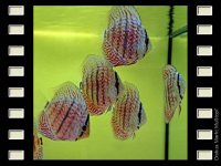 Mosaic x Heckel 7-8cm
