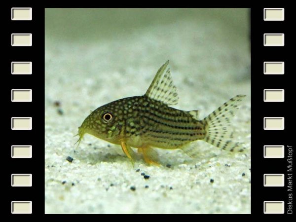 Corydoras sterbai 4cm