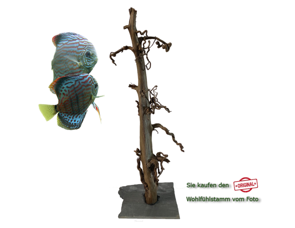 Diskus Wohlfühlstamm Original Nr.171 Höhe 57cm