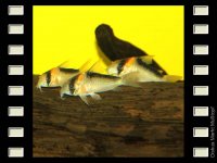 Corydoras duplicareus 4-5cm
