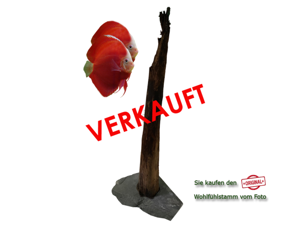 Diskus Wohlfühlstamm Original Nr.23 Höhe 58cm