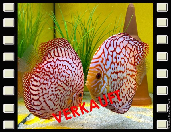 Red Dragon Zuchtpaar