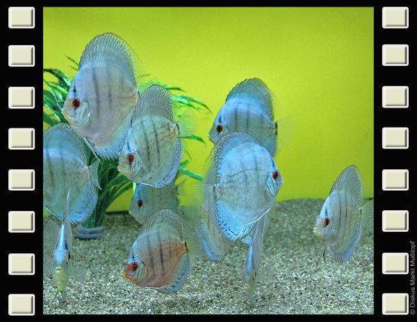 Blue Angel 7-8cm