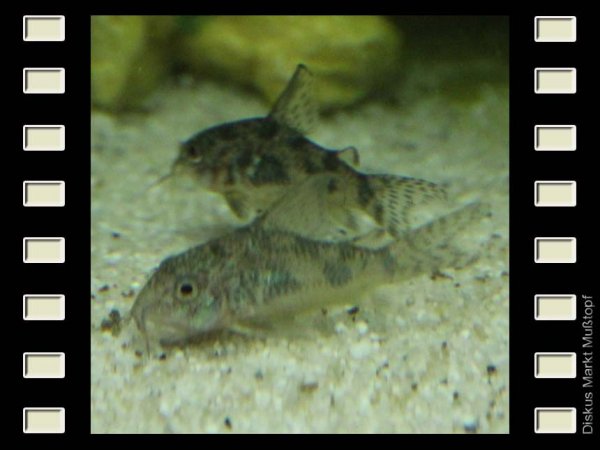 Corydoras paleatus 3-4cm