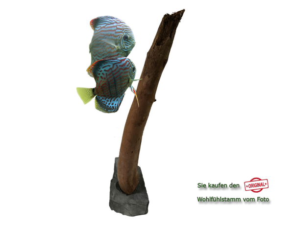 Diskus Wohlfühlstamm Original Nr.11 Höhe 49cm