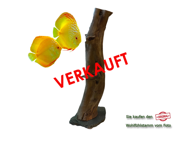 Diskus Wohlfühlstamm Original Nr.190 Höhe 48cm
