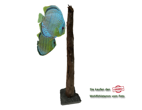 Diskus Wohlfühlstamm Original Nr.35 Höhe 47cm