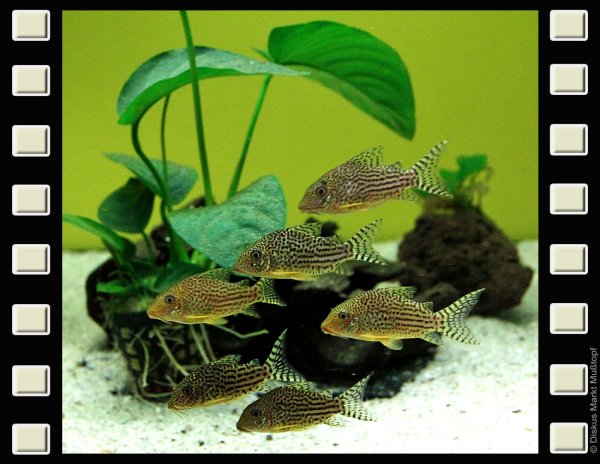 Corydoras sterbai 3-3,5cm