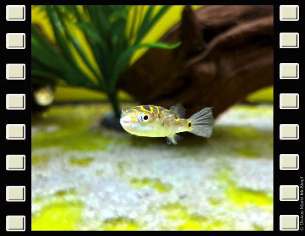 Augenfleck-Kugelfisch 4-5cm