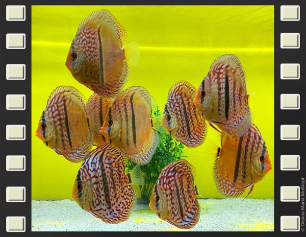 Oriximina x Heckel 10cm