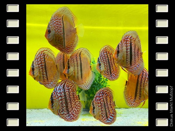Oriximina x Heckel 11cm