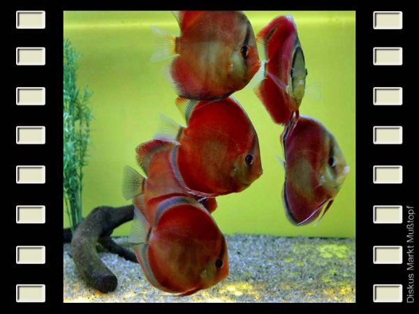 San Merah 15-16cm