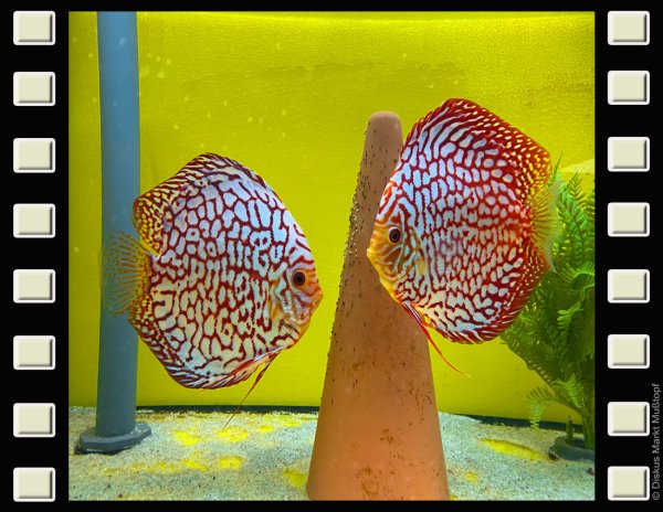 Red Dragon Zuchtpaar