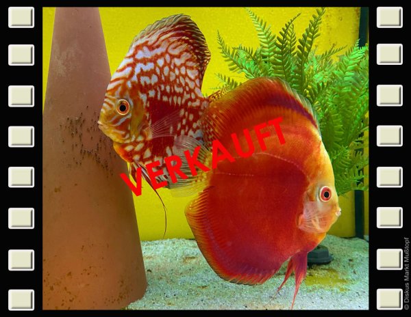 Rafflesia x Red Valentine Zuchtpaar