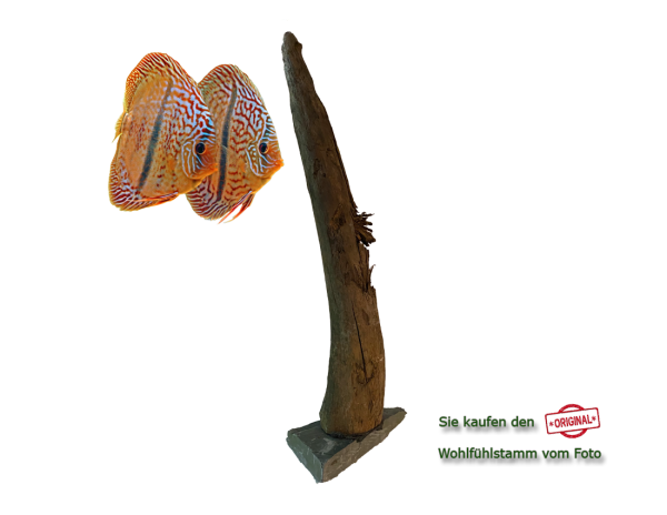 Diskus Wohlfühlstamm Original Nr.176 Höhe 49cm