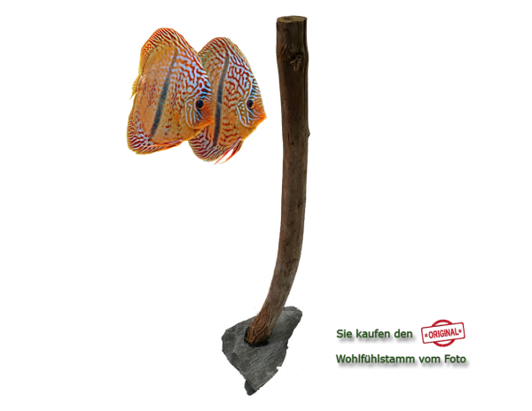 Diskus Wohlfühlstamm Original Nr.34 Höhe 53cm