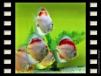 Kohaku 10cm