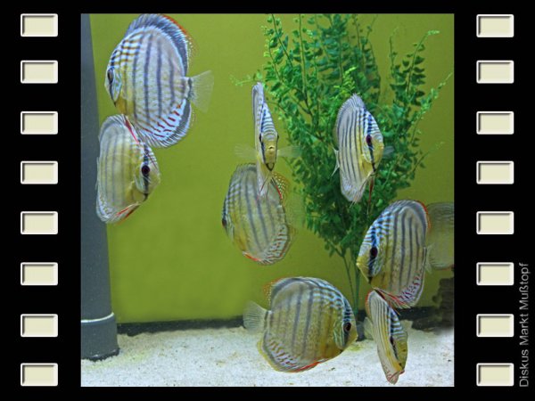 WF Tefe 12-13cm