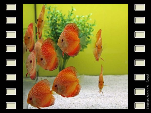 Red Scorpion 7-8cm