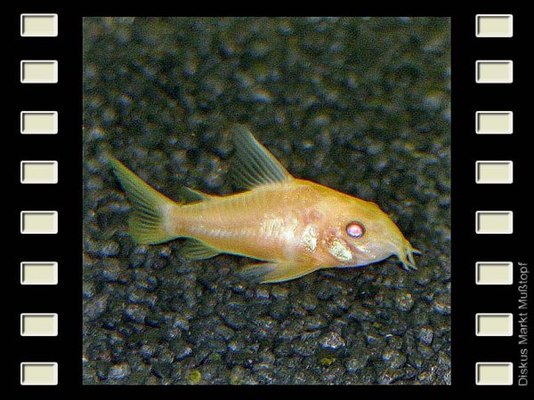 Corydoras paleatus Albino 3cm