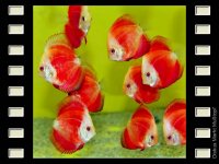 Red Melon 7-8cm