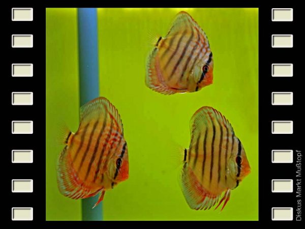 Jatapu Royal x Rot Türkis 7-8cm