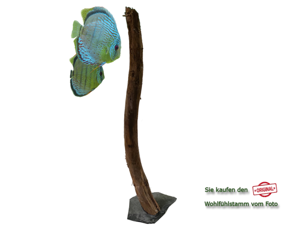 Diskus Wohlfühlstamm Original Nr.22 Höhe 57cm