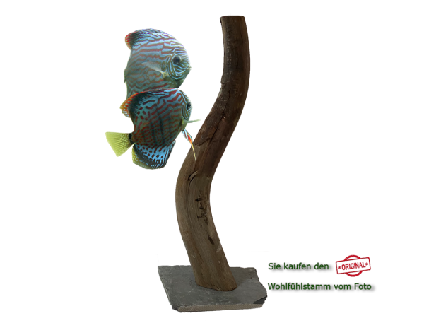 Diskus Wohlfühlstamm Original Nr.208 Höhe 52cm