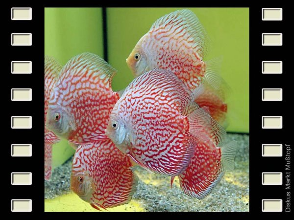 Stardust Red 10cm