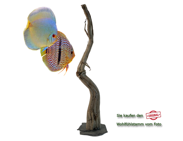 Diskus Wohlfühlstamm Original Nr.159 Höhe 57cm