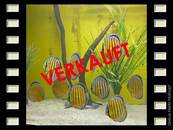 WF Oriximina Semi Royal 13cm