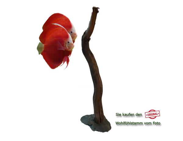 Diskus Wohlfühlstamm Original Nr.187 Höhe 52cm