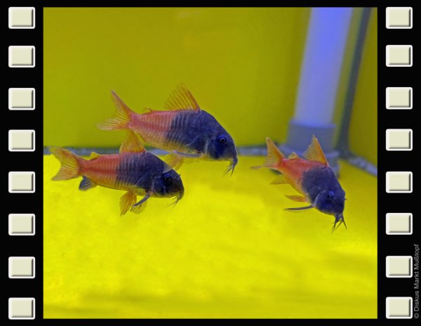 Hoplisoma sp. aff. concolor „Rio Tomo“ 5-6cm