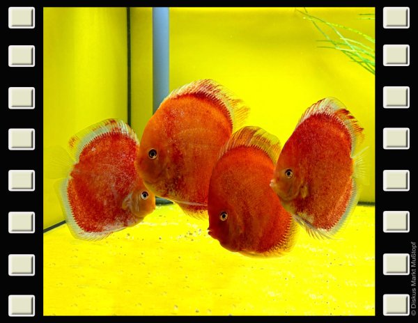 Frozen Red 14cm