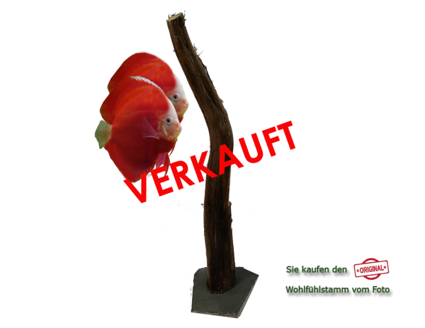 Diskus Wohlfühlstamm Original Nr.15 Höhe 57cm