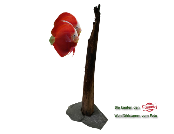 Diskus Wohlfühlstamm Original Nr.23 Höhe 58cm