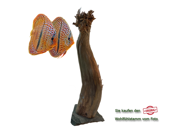 Diskus Wohlfühlstamm Original Nr.184 Höhe 53cm
