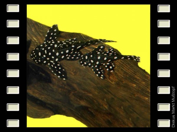 L 201 Big Spot - Snowball Pleco 8-9cm