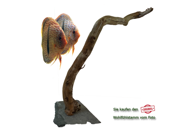 Diskus Wohlfühlstamm Original Nr.213 Höhe 49cm