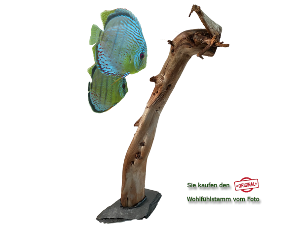 Diskus Wohlfühlstamm Original Nr.164 Höhe 56cm