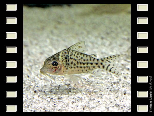Corydoras punctatus 3,5cm