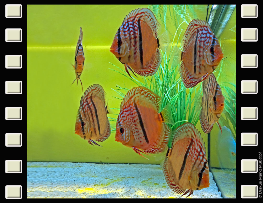 Ica Heckel Vital und Gesund Diskus Markt