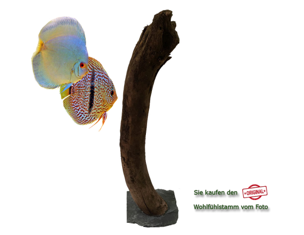 Diskus Wohlfühlstamm Original Nr.33 Höhe 52cm