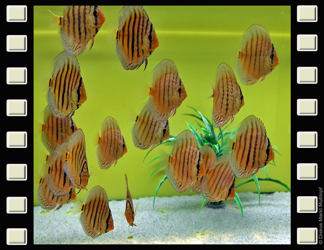 Nhamunda Royal Top Qualität Diskus Markt